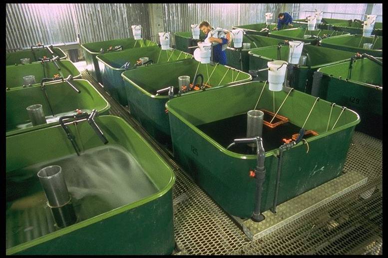 Eel Farming In The Philippines How To Grow Igat